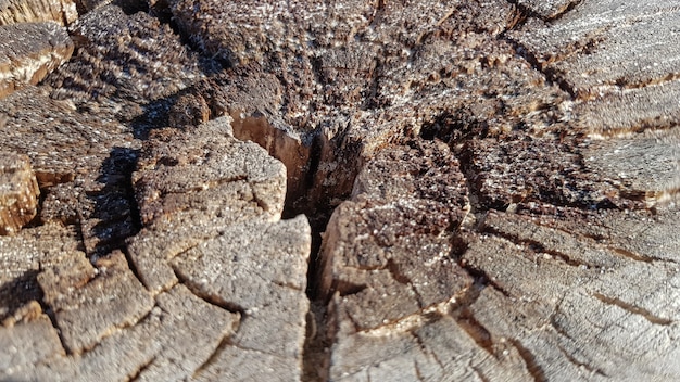 Coto velho de madeira, fundo de textura de madeira. Árvore serrada com rachaduras. Arredondar a árvore cortada com anéis anuais como uma textura de madeira.