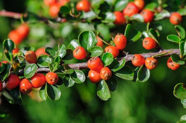 Cotoneaster bush