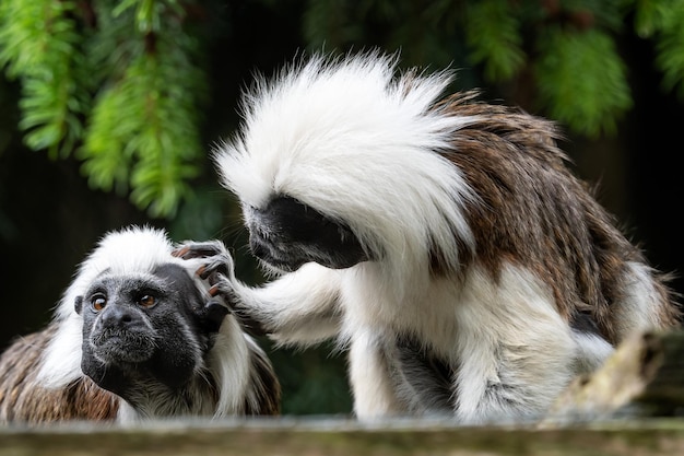 Cottontop tamarin Saguinus oedipus Äffchen