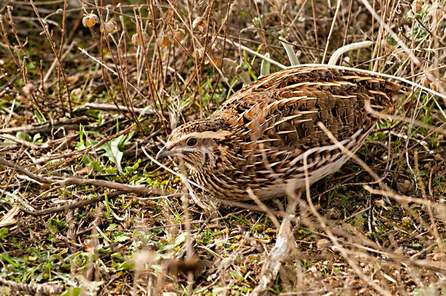 Coturnix coturnix a codorna comum é uma espécie de ave galiforme da família phasianidae