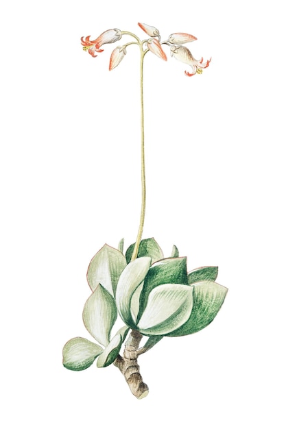 Cotyledon Africana durchsichtig png