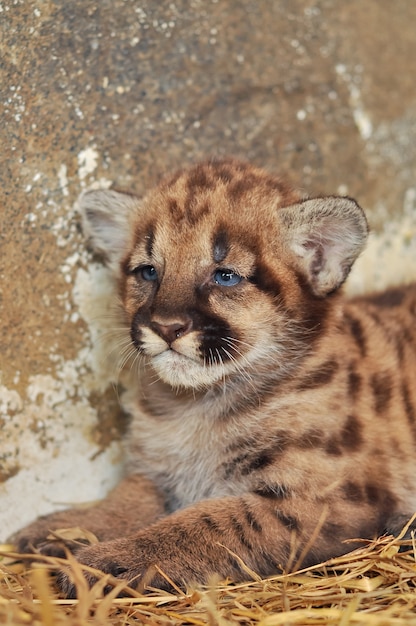 Foto cougar cub