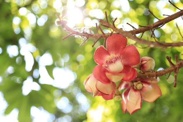 Couroupita guianensis Aubl com bokeh