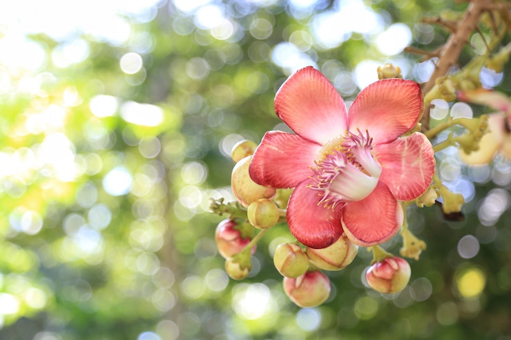 Foto couroupita guianensis aubl mit bokeh