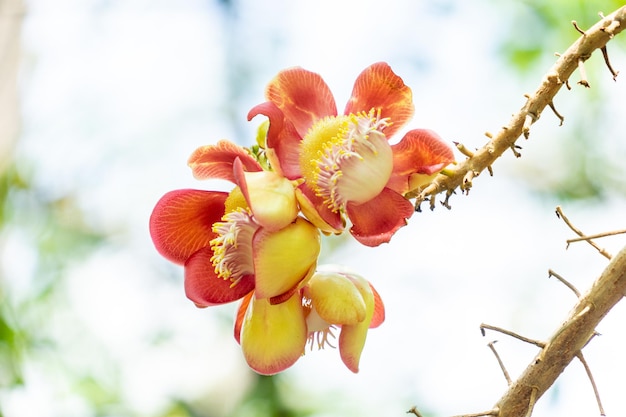 Couroupita guianensis Kanonenkugelbaum aus nächster Nähe