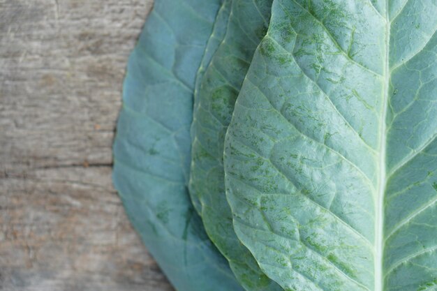 Couve chinesa é cultivada como uma horta