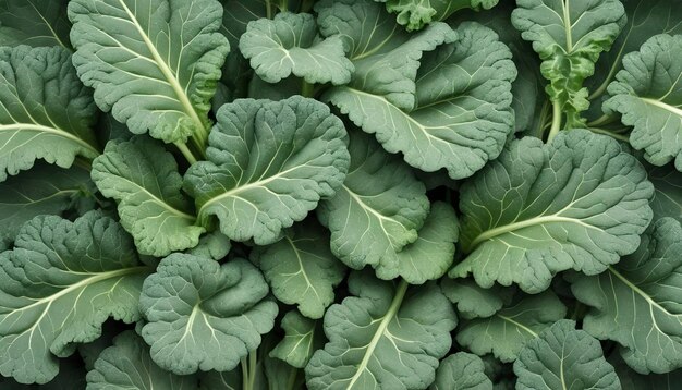 Foto couve chinesa isolada em fundo branco folhas verdes de collards padrão