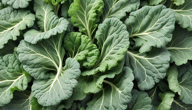 Foto couve chinesa isolada em fundo branco folhas verdes de collards padrão