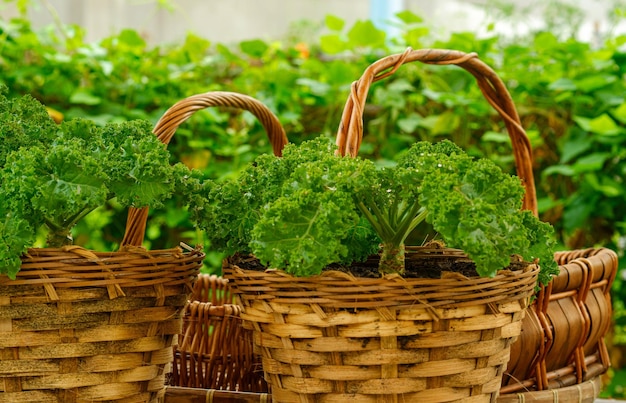 Couve encaracolada em fazenda orgânica natural e é um dos vegetais mais saudáveis que existem