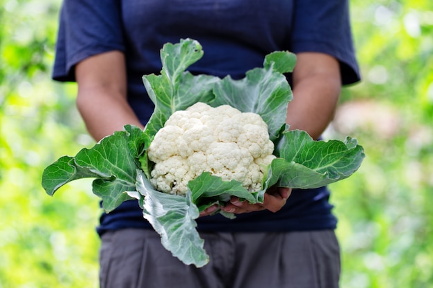 Couve-flor com folhas nas mãos do agricultor