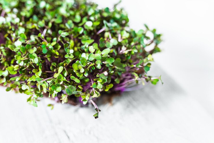 Foto couve-rábano roxo brota microgreens na textura de mesa de madeira branca