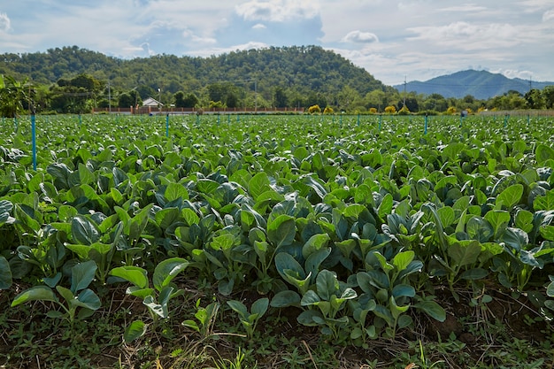 Couve tailandesa verde no campo agrícola da horta em Kanchanaburi, Tailândia.