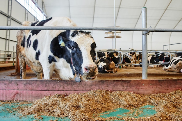 Cow Milk Industrial Automated Farm Kühe auf der Koppel mit Tags an den Ohren fressen Heu und ruhen sich aus