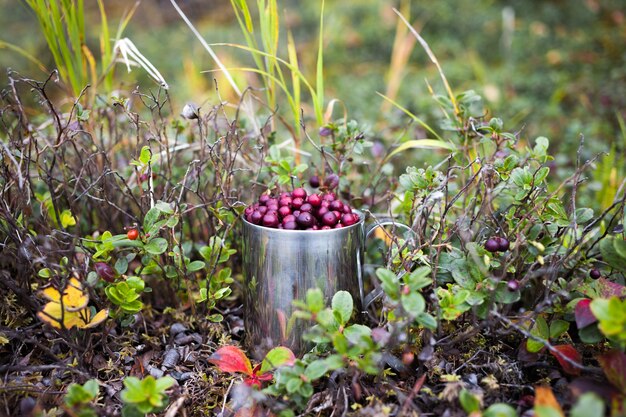 Cowberry en copa de acero en un bosque en otoño