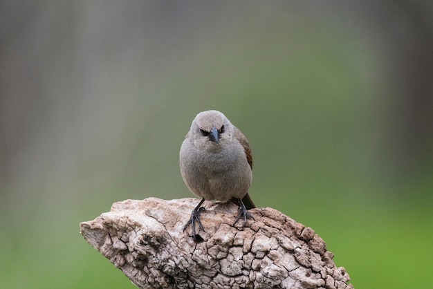 Cowbird alado da baía