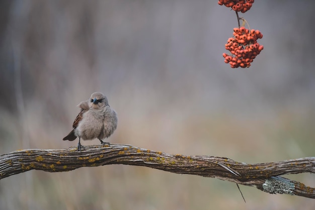 Cowbird alado