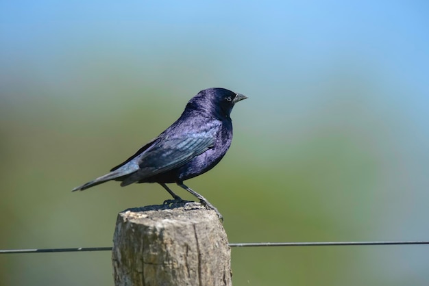 Cowbird brilhante empoleirado em um poste de vedação La Pampa Argentina