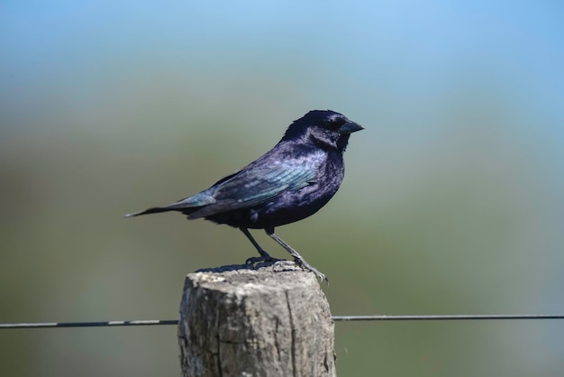 Cowbird brilhante empoleirado em um poste de vedação La Pampa Argentina