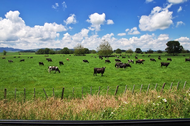 Cowe en colinas y campos de Nueva Zelanda