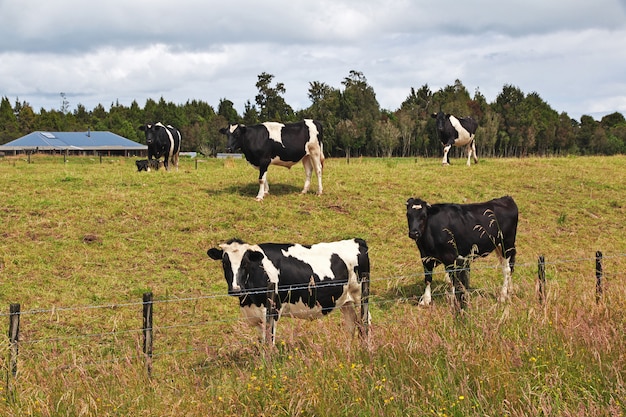 Cowe en colinas y campos de Nueva Zelanda