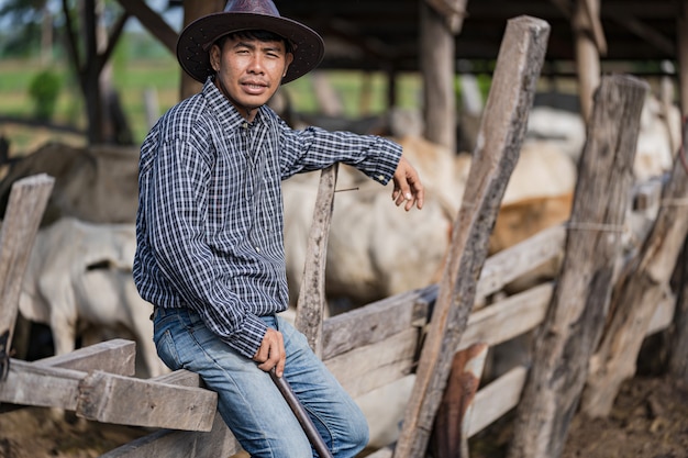 Cowman no estábulo e suas vacas