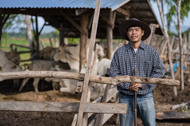 Cowman no estábulo e suas vacas