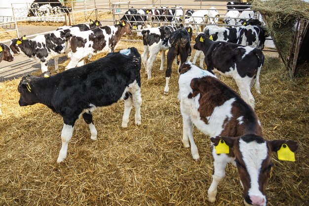 Cowshed Pecuária fazenda de vacas Rebanho de vacas brancas pretas estão olhando para a câmera com interesse Criação de vacas na pecuária livre