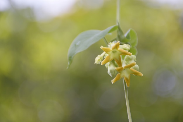 Foto cowslip, cordata de telosma floresce com fundo verde da natureza.