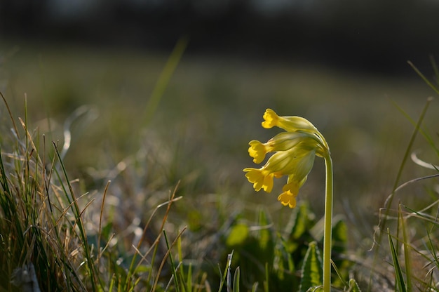 Cowslip principios de primavera flores silvestres amarillas en la naturaleza