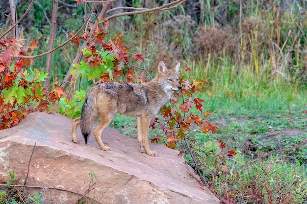 Coyote en el bosque con colores otoñales