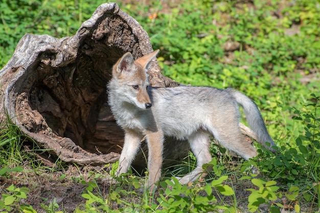 Coyote Pup jugando delante de un tronco hueco