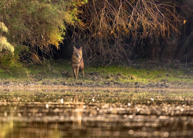 Un coyote se para a la sombra de los árboles.