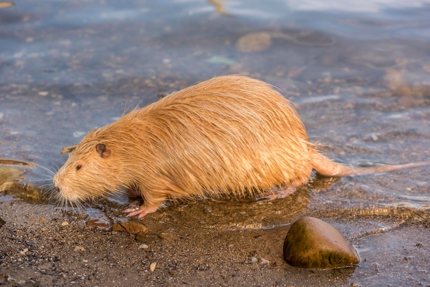 Coypu en la arena de la playa