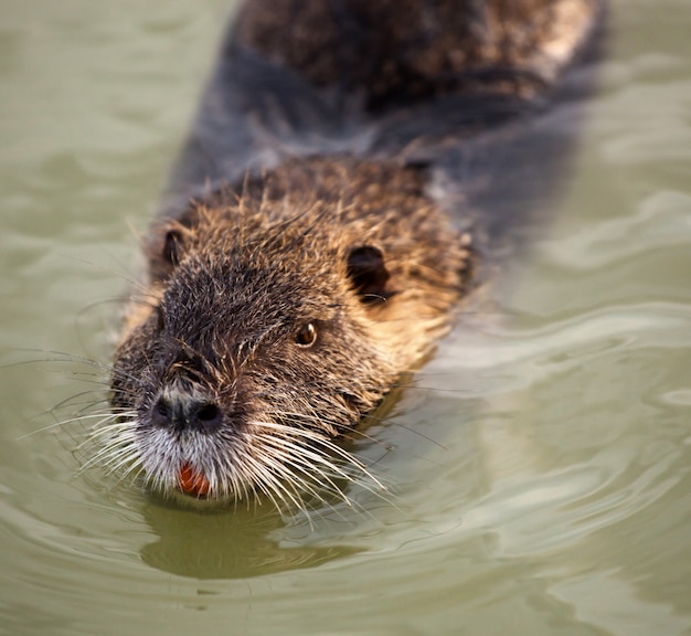 Foto coypu nadando en el agua