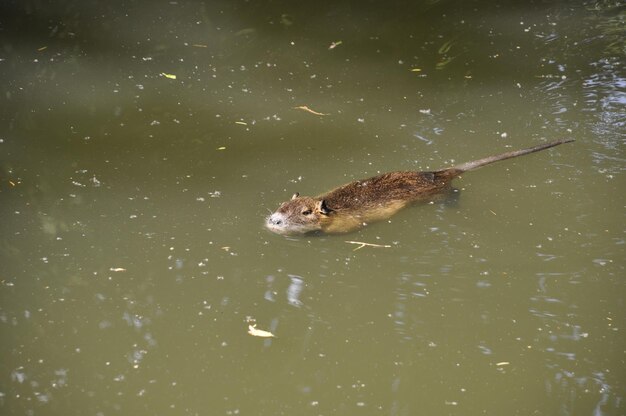 Foto el coypu nadando en seugne