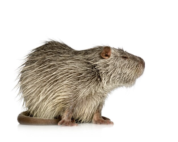 Coypu ou Nutria em branco