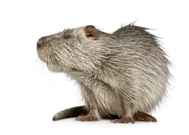 Coypu ou Nutria em branco