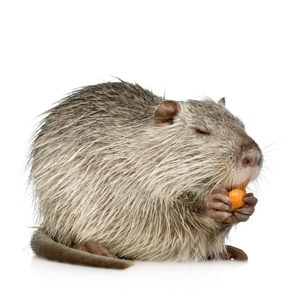 Coypu ou Nutria em branco