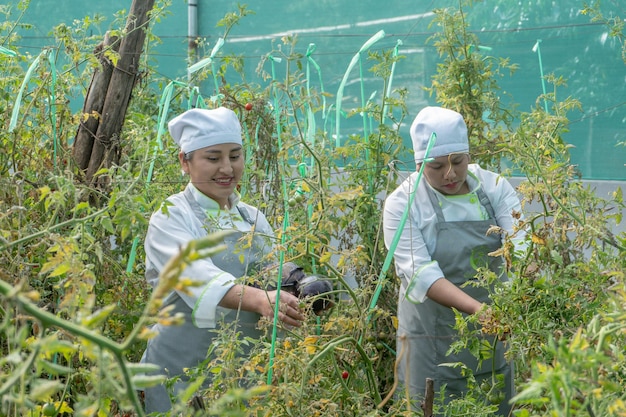 Cozinheiros coletando vegetais em uma horta orgânica no Vale Sagrado dos Incas.