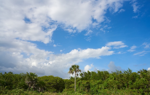 Cozumel Insel San Martin Strandpalmen