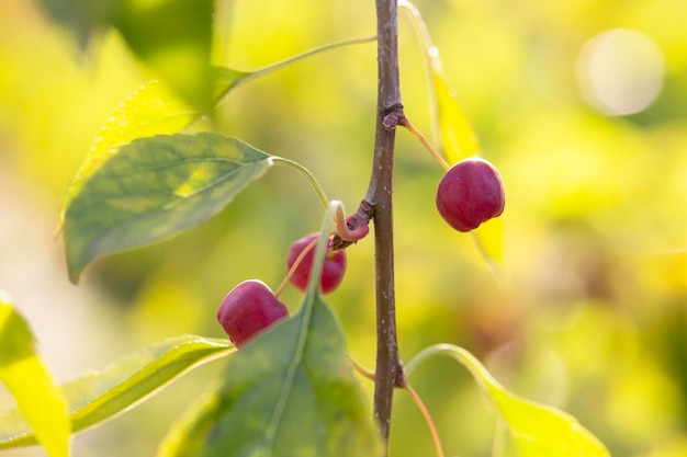 Foto crabappelbaum voller apfelfrüchte malus baccata rote kleine äpfel auf einem zweig im garten in der nähe