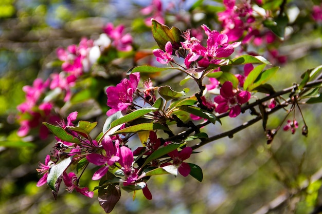 Crabapple rosa floresce no galho de árvore na primavera