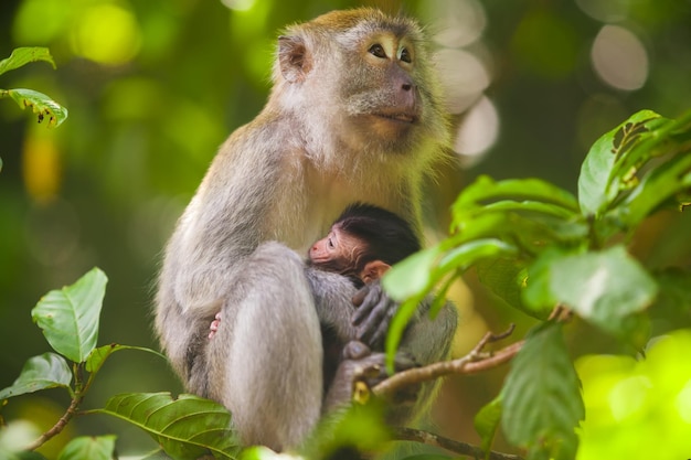 Crabeating macaco Macaca fascicularis en el Parque Nacional Gunung Leuser Sumatra Indonesia