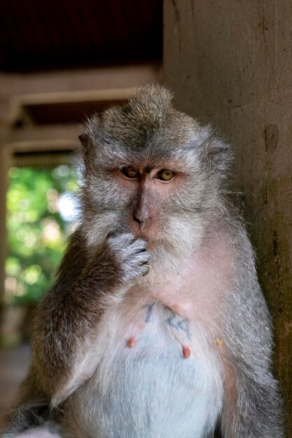 Crabeating macacos Macaca fascicularis lat en Monkey Forest en Ubud, Bali, Indonesia