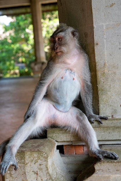 Crabeating macacos Macaca fascicularis lat en Monkey Forest en Ubud, Bali, Indonesia