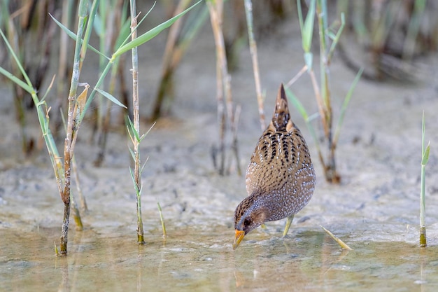 Crake manchado Porzana porzana Málaga Espanha