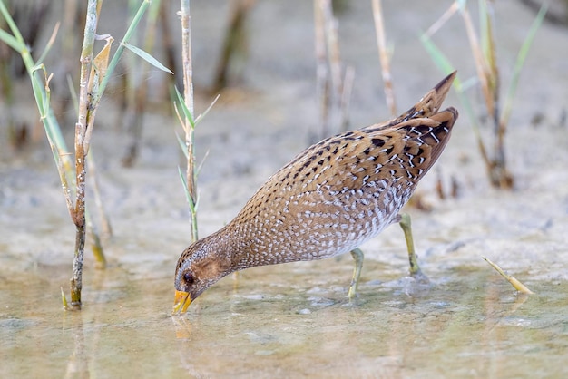 Crake manchado Porzana porzana Málaga Espanha