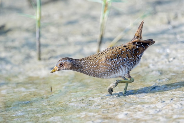 Crake manchado Porzana porzana Málaga Espanha