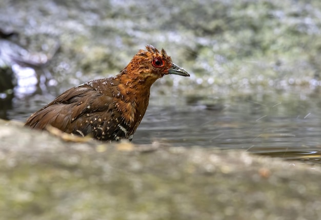 El crake de patas rojas bañándose en el estanque Tailandia