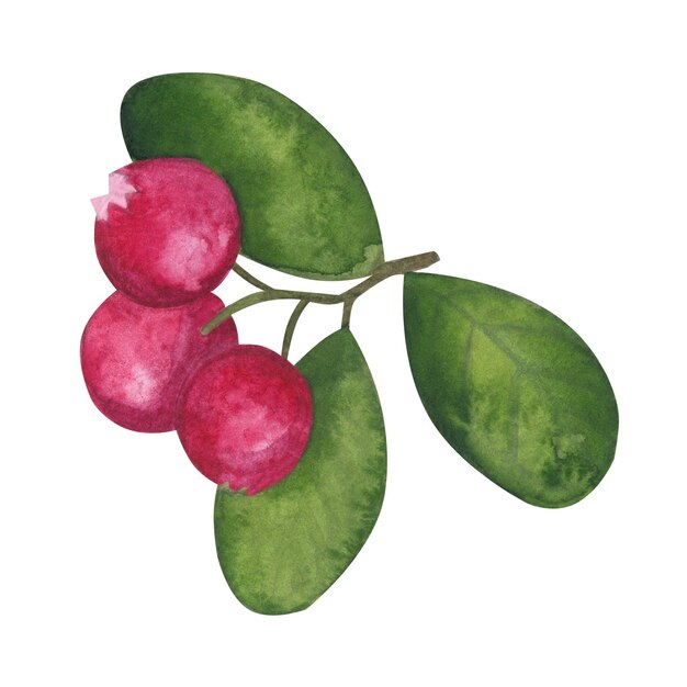 Cranberry mit grünen Blättern, roten reifen Beeren, botanische Zeichnung, handgezeichnete Aquarell-Illustration isoliert auf weißem Hintergrund, Design-Element